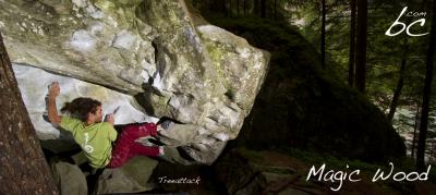 Bodhi working on "Treeattack" (1)